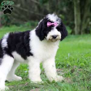 Sophia, Sheepadoodle Puppy